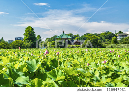 東京上野公園不忍池蓮花 116947981