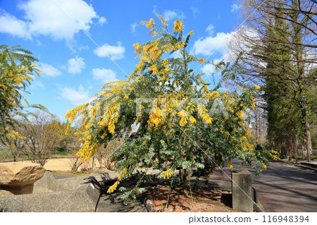 相思花盛開 相思花盛開 116948394