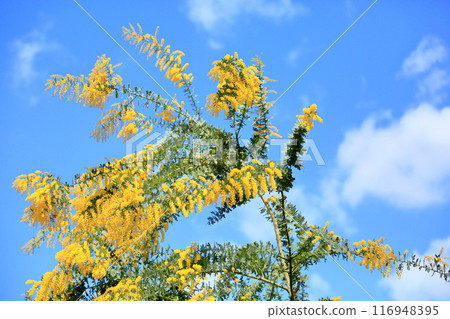 Silver acacia flowers in full bloom 116948395