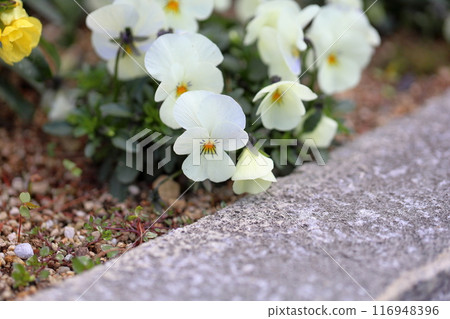 Cute viola flower 116948396