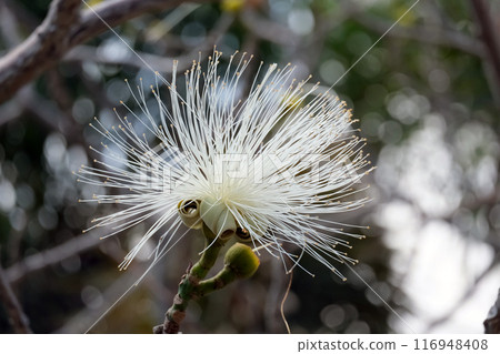 Blooming bombax ellipticum (lat.- Pseudobombax ellipticum) in the Ein Gedi Botanical Garden 116948408
