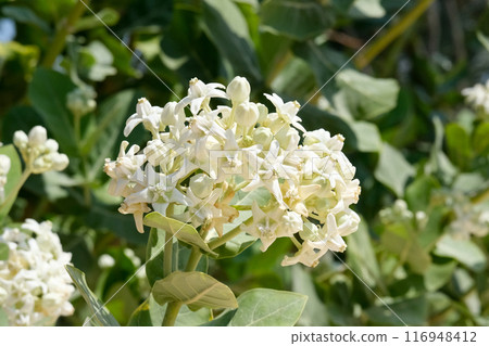 Blooming Giant milkweed (lat.- Calotropis gigantea) in the Ein Gedi Botanical Garden 116948412