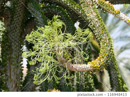 Blooming Madagascar ocotillo (lat.- Alluaudia procera) in the Ein Gedi Botanical Garden 116948413