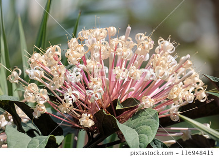 Blooming Bronze-leaved clerodendrum, fireworks plant, or starburst bush (lat.- Clerodendrum quadriloculare) in the Ein Gedi Botanical Garden Blooming Bronze-leaved clerodendrum, fireworks plant, or starburst bush (lat.- Clerodendrum quadriloculare) in the Ein Gedi Botanical Garden 116948415