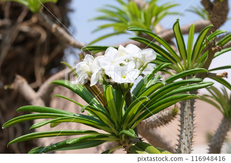 Blooming Madagascar Palm (lat.- Pachypodium lamerei) in the Ein Gedi Botanical Garden 116948416