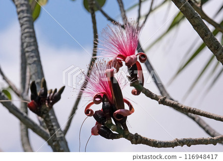 Blooming bombax ellipticum (lat.- Pseudobombax ellipticum) in the Ein Gedi Botanical Garden Blooming bombax ellipticum (lat.- Pseudobombax ellipticum) in the Ein Gedi Botanical Garden 116948417