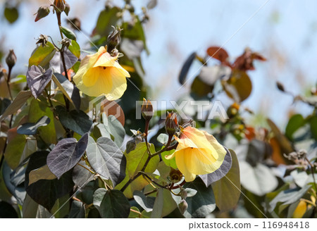 Blooming Sea hibiscus or coast cottonwood (lat.- Hibiscus tiliaceus) in the Ein Gedi Botanical Garden 116948418