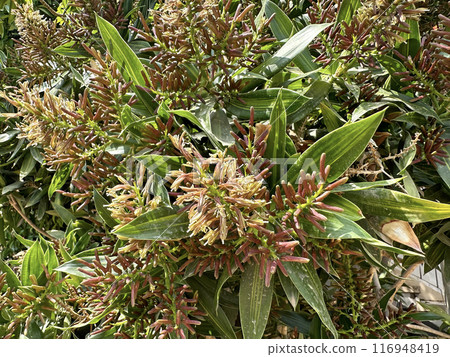 Blooming Corn Plant or Dracaena Massangeana (lat.- Dracaena fragrans) in the Ein Gedi Botanical Garden Blooming Corn Plant or Dracaena Massangeana (lat.- Dracaena fragrans) in the Ein Gedi Botanical Garden 116948419