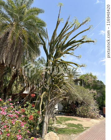 Blooming Madagascar ocotillo (lat.- Alluaudia procera) in the Ein Gedi Botanical Garden 116948420