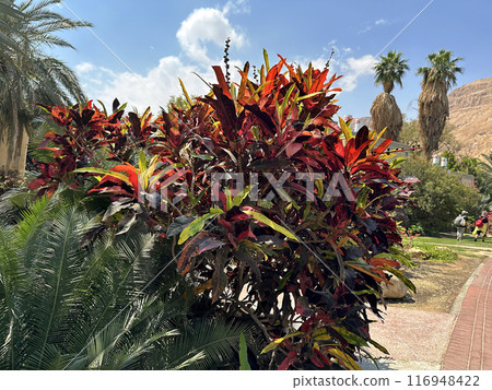 Decorative evergreen shrub Croton or Orange Jessamine (lat.- Codiaeum variegatum) in the Ein Gedi Botanical Garden 116948422
