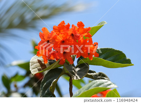 Blooming Geiger tree (lat.- Cordia sebestena) in the Ein Gedi Botanical Garden Blooming Geiger tree (lat.- Cordia sebestena) in the Ein Gedi Botanical Garden 116948424