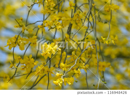 Blooming Cercidium floridum (lat.- Parkinsonia florida) in the Ein Gedi Botanical Garden 116948426
