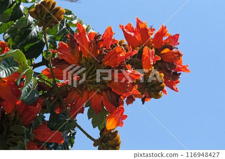 Blooming African tuliptree, fountain tree (lat.- Spathodea campanulata) in the Ein Gedi Botanical Garden Blooming African tuliptree, fountain tree (lat.- Spathodea campanulata) in the Ein Gedi Botanical Garden 116948427