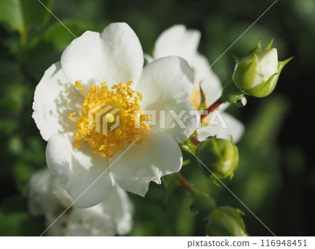 Wild roses shining in the morning sun Wild roses shining in the morning sun 116948451