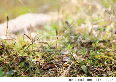 Spring brush 116948742