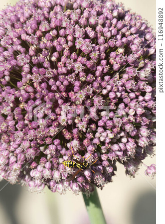 Onion Blossom with a Wasp 116948892