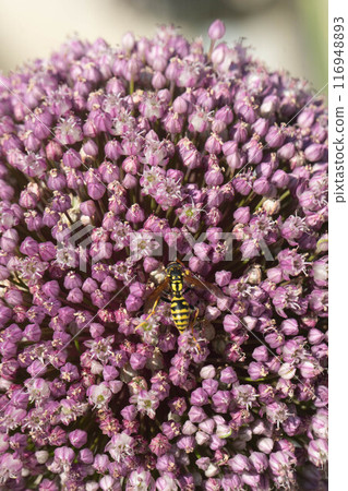 Onion Blossom with a Wasp 116948893