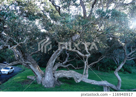 Winter beach scenery in New Zealand 116948917