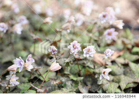 Elegant Yukiwariichige flower Elegant Yukiwariichige flower 116948944