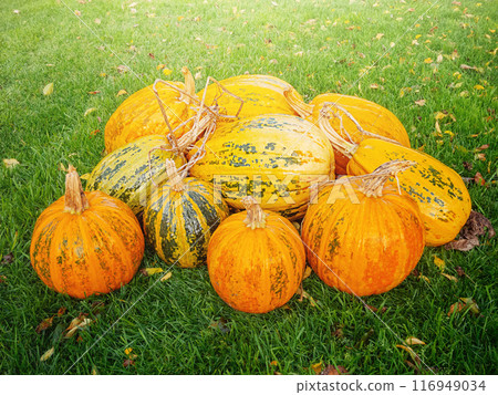 Ripe orange pumpkins on a background of green grass. Halloween 116949034