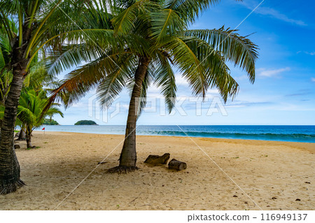 Summer background of Coconut Palm trees on white sandy beach Landscape nature view Romantic ocean bay with blue water and clear blue sky over sea at Phuket island Thailand. 116949137
