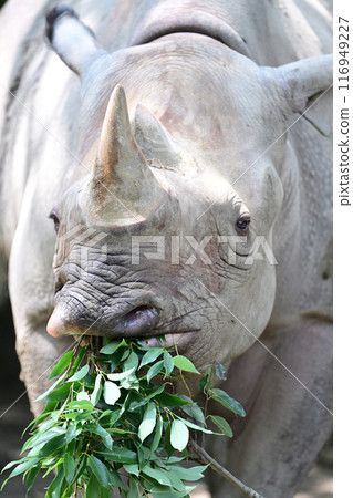 Rice to eat grass Rice to eat grass 116949227