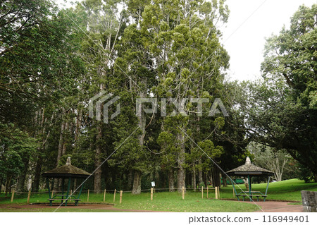 Auckland's Cornwall Park in winter 116949401