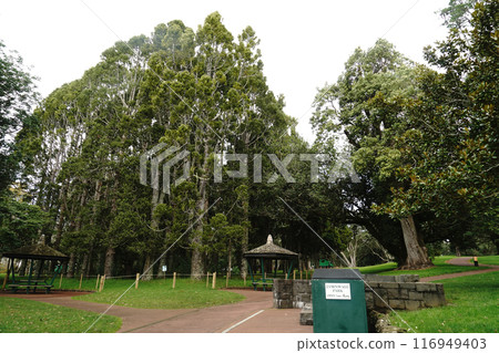 Auckland's Cornwall Park in winter 116949403