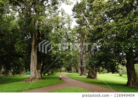 Auckland's Cornwall Park in winter 116949404