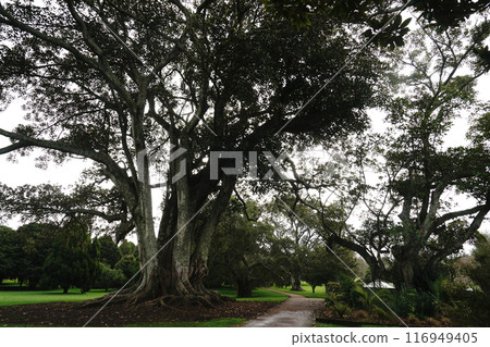 Auckland's Cornwall Park in winter 116949405