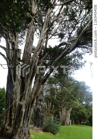 Auckland's Cornwall Park in winter 116949406