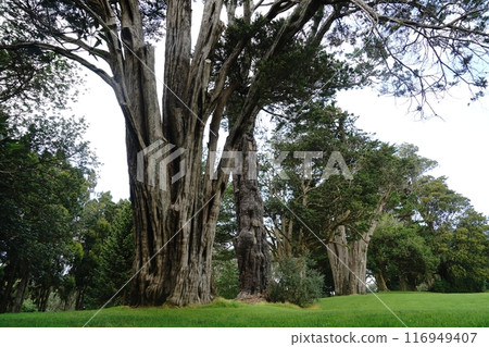 Auckland's Cornwall Park in winter 116949407
