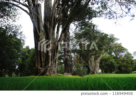 Auckland's Cornwall Park in winter Auckland's Cornwall Park in winter 116949408