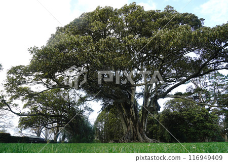 Auckland's Cornwall Park in winter 116949409