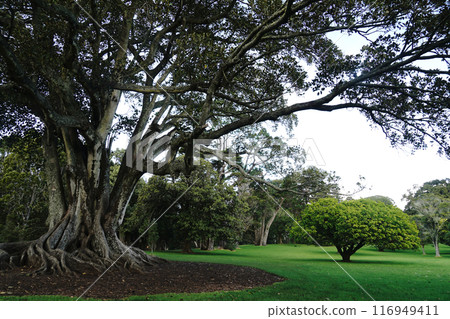 康沃爾公園在冬天在奧克蘭 116949411