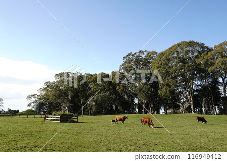 Auckland's Cornwall Park in winter 116949412