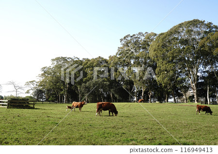 Auckland's Cornwall Park in winter Auckland's Cornwall Park in winter 116949413