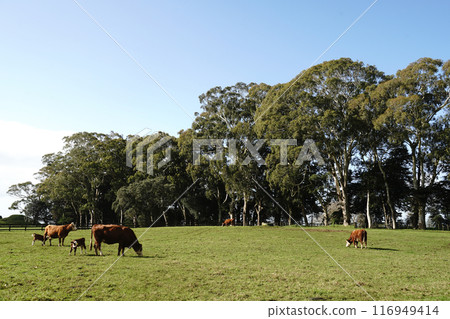 Auckland's Cornwall Park in winter Auckland's Cornwall Park in winter 116949414