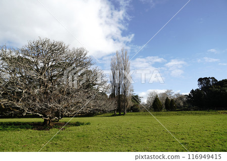 Auckland's Cornwall Park in winter 116949415