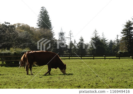 Auckland's Cornwall Park in winter 116949416