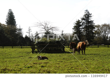 Auckland's Cornwall Park in winter 116949417
