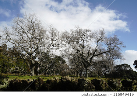 Auckland's Cornwall Park in winter 116949419
