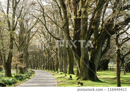 Auckland's Cornwall Park in winter 116949421