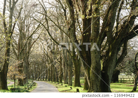 Auckland's Cornwall Park in winter 116949422
