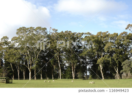 康沃爾公園在冬天在奧克蘭 康沃爾公園在冬天在奧克蘭 116949423