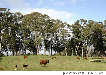 Auckland's Cornwall Park in winter 116949424