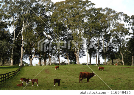 Auckland's Cornwall Park in winter 116949425