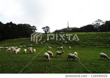 Auckland's Cornwall Park in winter 116949426