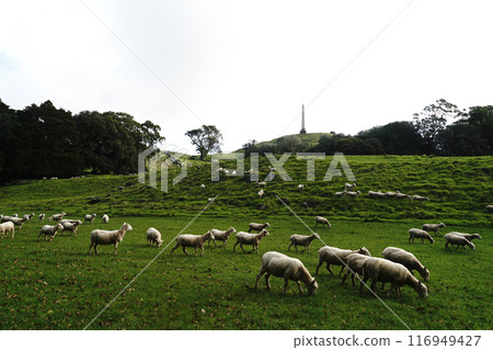 Auckland's Cornwall Park in winter 116949427