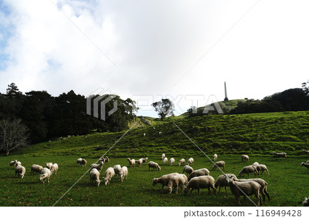 Auckland's Cornwall Park in winter 116949428